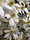 White clematis flowers, variety Avalanche