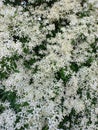 White clematis - Many small small white flowers on the background of green leaves blooming in the garden in summer Royalty Free Stock Photo