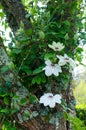 White Clematis, Miss Bateman Royalty Free Stock Photo