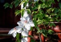 White clematis vine in the garden