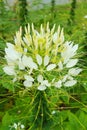 White Cleome - Spider Flower Royalty Free Stock Photo