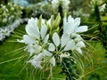 White Cleome Spider Flower or Spider Leg Flower Royalty Free Stock Photo