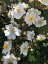 White climbing rose flowers