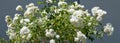 White climbing roses isolated on grau.