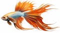 Siamese Fish: Stunning Stripes, Large Fins, And Copper Orange Beauty