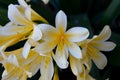 White clivia bunch with close up Royalty Free Stock Photo