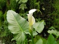 White closed Alcatraz flower