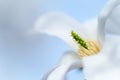 White closeup magnolia flower. natural spring or summer floral background