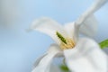 White closeup magnolia flower. natural spring or summer floral background with sift focus effect