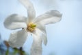 White closeup magnolia flower. natural spring or summer floral background with sift focus effect