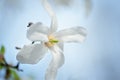 White closeup magnolia flower. natural spring or summer floral background with sift focus effect