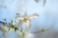 White closeup magnolia flower. natural spring or summer floral background with sift focus effect