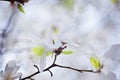 White closeup magnolia flower. natural spring or summer floral background with sift focus effect