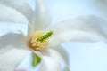 White closeup magnolia flower. natural spring or summer floral background with sift focus effect