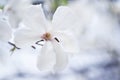 White closeup magnolia flower. natural spring or summer floral background with soft focus effect