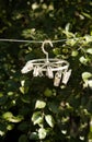 White clothespins hanging on rope at garden Royalty Free Stock Photo