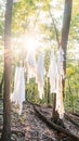 White cloths hanging from trees in a forest with sunlight shining through the leaves in the background Royalty Free Stock Photo
