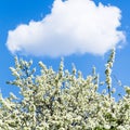 White cloud in blue sky and blossoming cherry tree Royalty Free Stock Photo