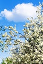 White cloud in blue sky and cherry tree blossoms Royalty Free Stock Photo