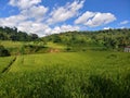 White cloud blue sky green ricefields Royalty Free Stock Photo