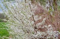 White flowering blackthorn bushes growing on the bank of the canal.