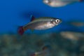 White Cloud Minnow Royalty Free Stock Photo