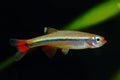 White Cloud Mountain minnow Royalty Free Stock Photo