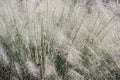 White Cloud muhly grass Royalty Free Stock Photo