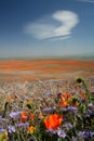 White cloud over spring flowers