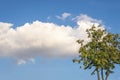 White cloud and a tree against blue sky on a sunny summer day Royalty Free Stock Photo