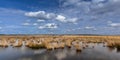 White clouds above raised bogs swamp