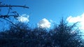 White clouds appear through the branches of a withered tree