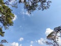 Clouds in the blue sky and view tree. Royalty Free Stock Photo