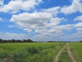 White clouds in the blue sky natural background nature rice tree grassy lush verdant verdantly verdure Royalty Free Stock Photo