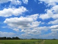 White clouds in the blue sky natural background nature rice tree grassy lush verdancy verdant verdantly verdure verdurous