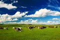 The white clouds and cow on the summer prairie of Hulunbuir Royalty Free Stock Photo