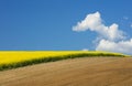 White clouds floated above the yellow rapeseed field