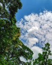 White clouds with green tree leaves with blue sky background Royalty Free Stock Photo