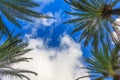 White clouds, palm trees and blue sky Royalty Free Stock Photo
