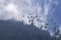 White clouds rise from forest with isolated high wax palms, Cocora Valley, Salento, Colombia Royalty Free Stock Photo