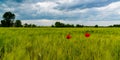 White clouds in the sky, Red wild common poppy in a wheat field, Ukraine Royalty Free Stock Photo