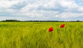 White clouds in the sky, Red wild common poppy in a wheat field, Ukraine Royalty Free Stock Photo