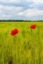 White clouds in the sky, Red wild common poppy in a wheat field, Ukraine Royalty Free Stock Photo