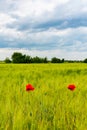 White clouds in the sky, Red wild common poppy in a wheat field, Ukraine Royalty Free Stock Photo