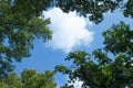 White clouds surrounded by luxuriant trees against sky