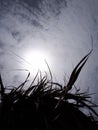 Cloudy sky whis sun through a palm tree