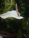 white clour Anthurium flower in garden Royalty Free Stock Photo