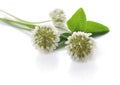 White clover Royalty Free Stock Photo