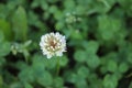 white clover on a background of green grass. In the woods. Good luck.