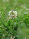 White clover Royalty Free Stock Photo